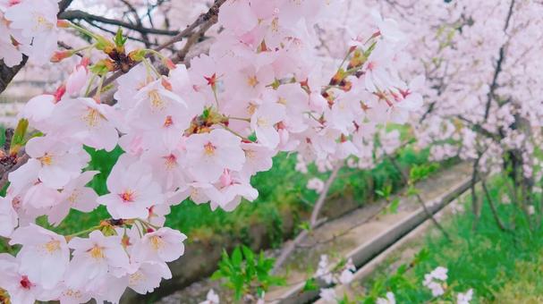 桜 桜の写真