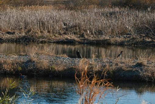 中州でただずむカワウたち カワウ,鵜,水鳥の写真素材