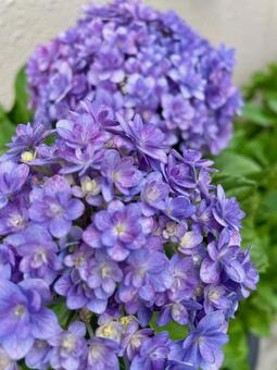 アジサイ 紫陽花,梅雨,夏の写真素材