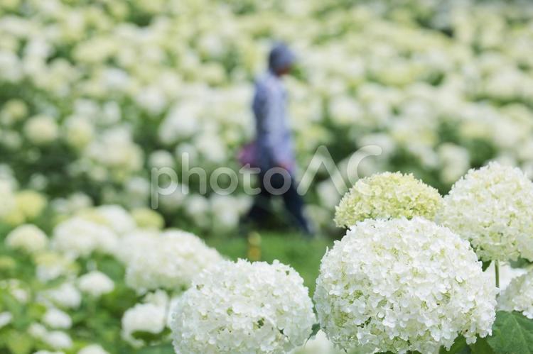 梅雨や紫陽花のイメージ あじさい,紫陽花,梅雨の写真素材