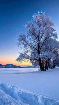 雪の中の一本の木 雪の中の一本の木の写真