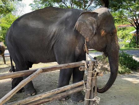 ゾウ３ 象,動物,可愛いの写真素材