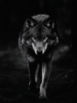強烈な目つきの白黒オオカミの肖像 強烈な目つきの白黒オオカミの肖像の写真