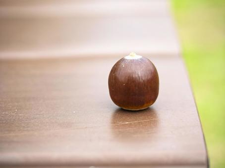 秋日和の木陰のどんぐり どんぐり,木の実,秋の写真素材