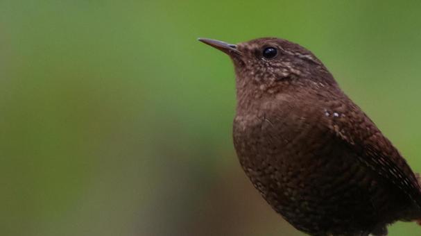 ミソサザイ(鷦鷯)の写真