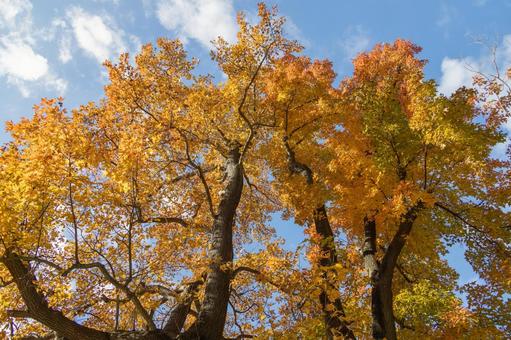 秋の気配・色づくカエデ 秋の気配・色づくカエデ 紅葉,秋,紅葉狩りの写真素材