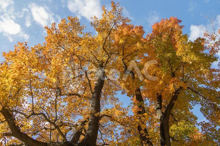 秋の気配・色づくカエデ 紅葉,秋,紅葉狩りの写真素材