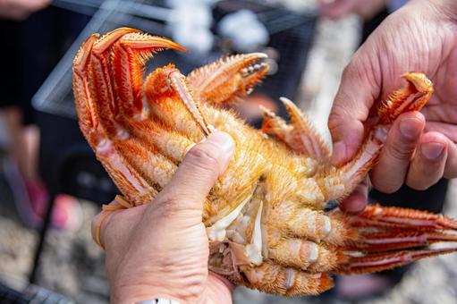 外でのバーベキューで毛ガニを焼く バーベキュー,bbq,キャンプの写真素材