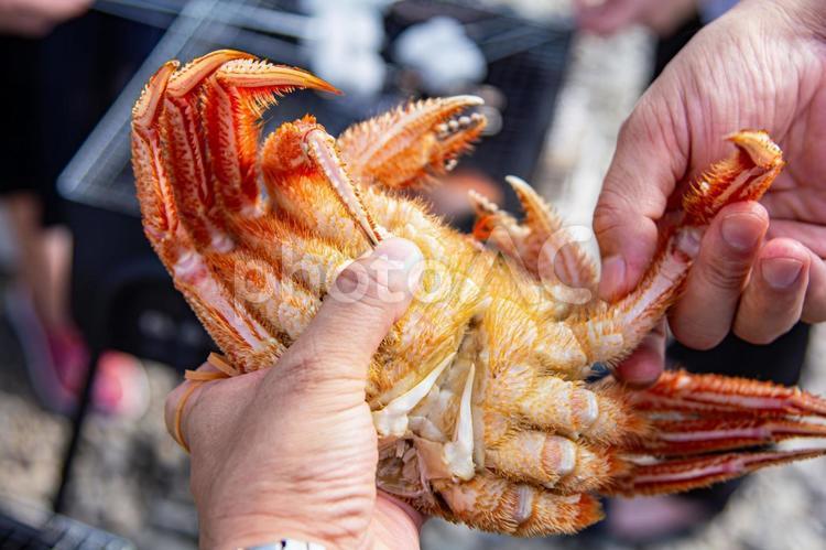 外でのバーベキューで毛ガニを焼く バーベキュー,bbq,キャンプの写真素材