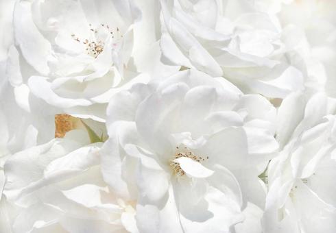 Pure white rose flower, JPG Pure white rose flower, JPG