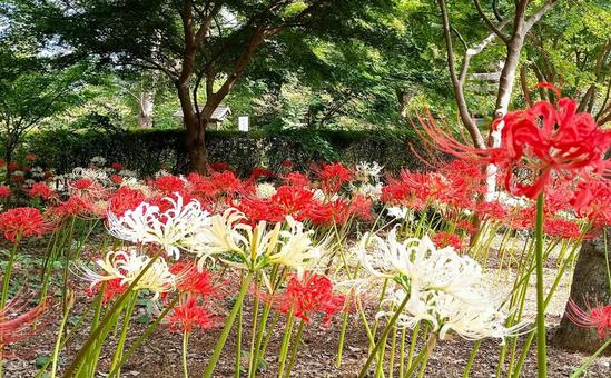 ヒガンバナ 観音寺境内 柏市 ヒガンバナ 観音寺境内 柏市の写真