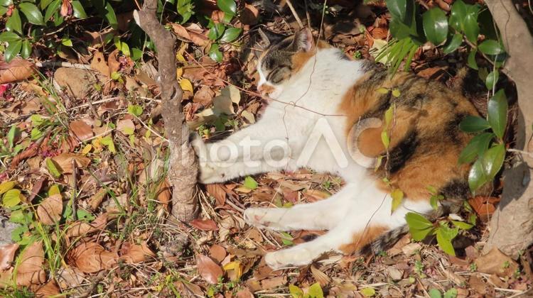 お昼寝が日課のモフモフでカワイイ三毛猫 三毛猫,猫,日向ぼっこの写真素材