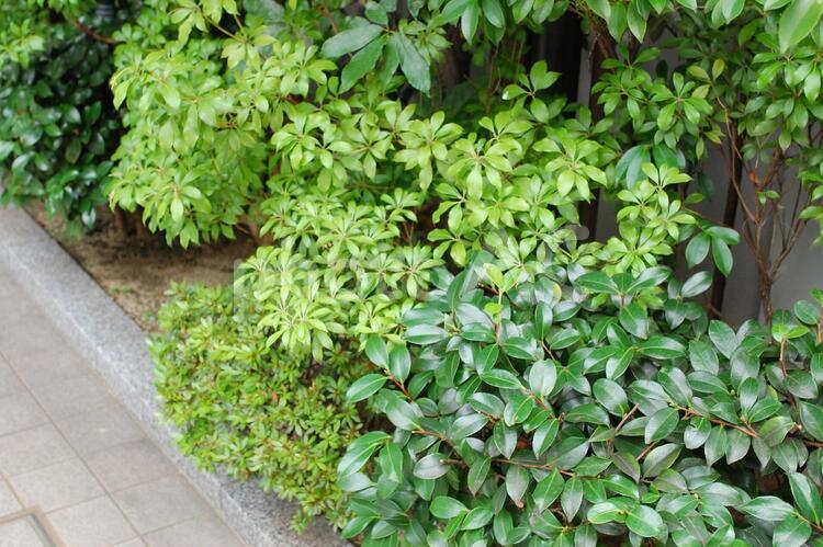 生垣の緑 植物,木,生垣の写真素材