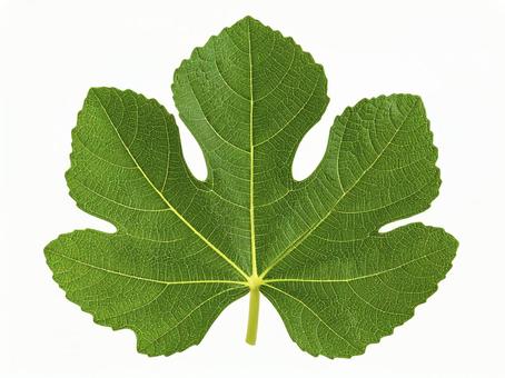 無花果の葉っぱ AI生成画像 無花果の葉っぱ AI生成画像 の写真