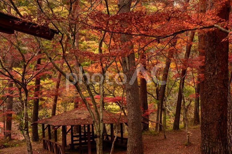 山梨県甲府市　昇仙峡の紅葉 昇仙峡,山梨,紅葉の写真素材