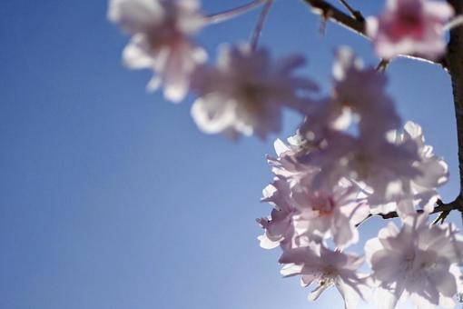 枝垂れ桜 枝垂れ桜の写真