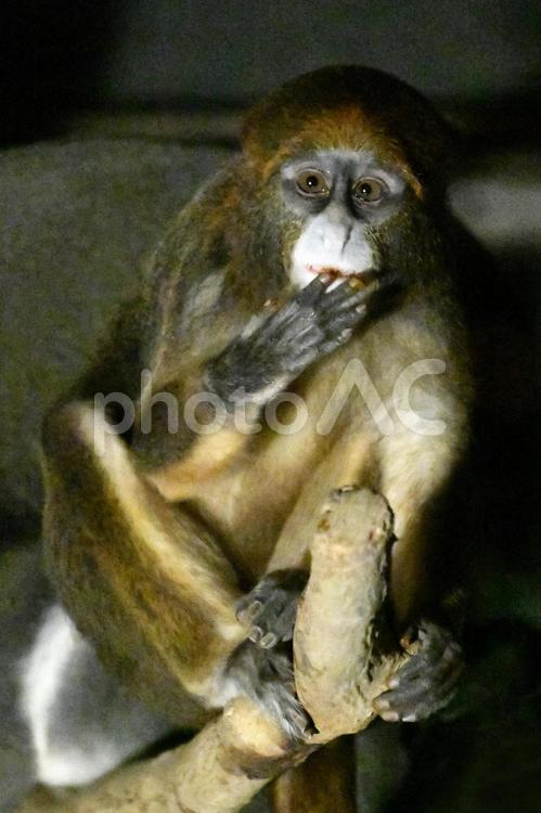 石川県：いしかわ動物園（動物いろいろ） 猿,サル,さるの写真素材