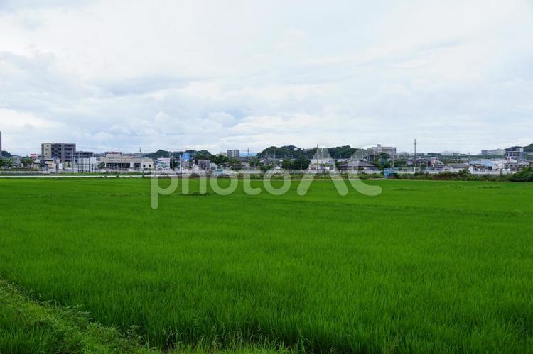 田舎の風景 稲,風景,景色の写真素材
