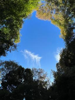 洞窟のような木々から見える空 洞窟のような木々から見える空の写真
