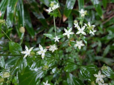 アケボノソウ②の写真