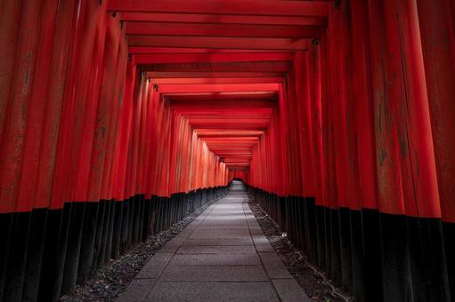京都伏見稲荷大社の千本鳥居 伏見稲荷,千本鳥居,伏見稲荷大社の写真素材