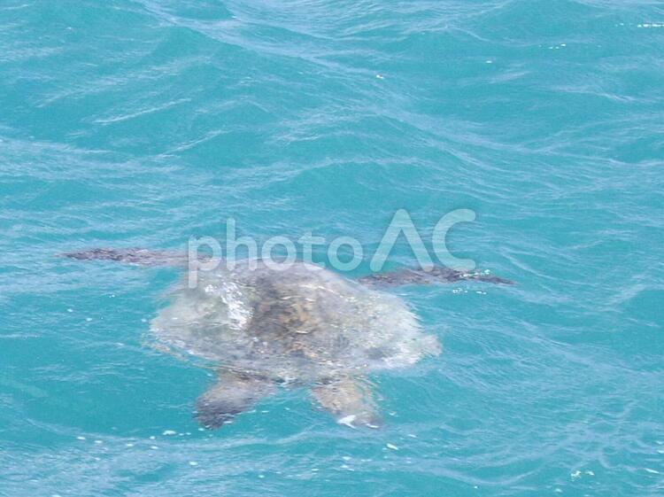 青い海に浮かぶウミガメ（HONU） ウミガメ,うみがめ,honuの写真素材