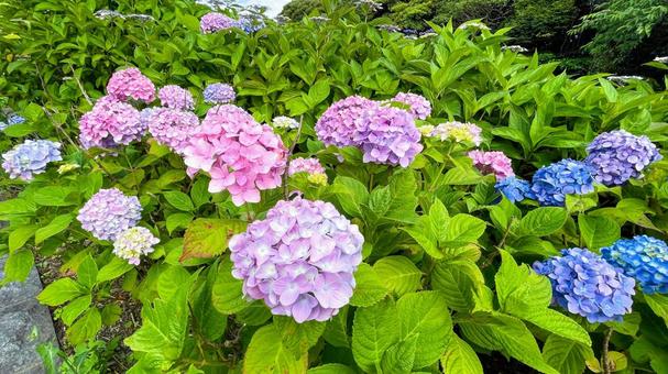 高塔山公園のあじさい 高塔山公園,北九州,若松区の写真素材