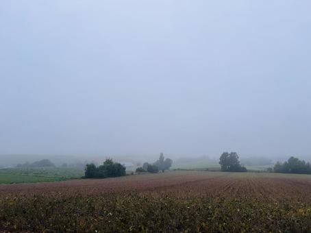 美瑛 三愛の丘,朝霧,朝靄の写真素材