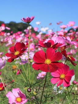 コスモス コスモスの写真