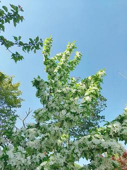 青空に向かって伸び行く満開の姫リンゴの樹 姫リンゴ,りんご,満開の写真素材