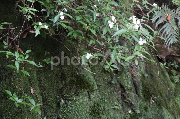 散策中にあった小さなお花 花,自然,小さい花の写真素材