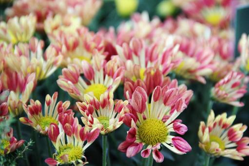 洋菊・マム 洋菊・マムの写真