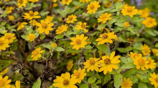 黄色い花 花,秋,黄色の写真素材