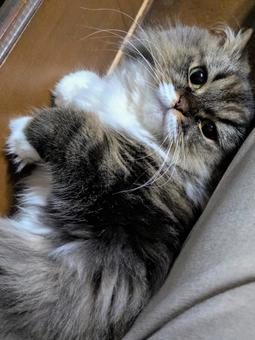 にゃんこ にゃんこの写真