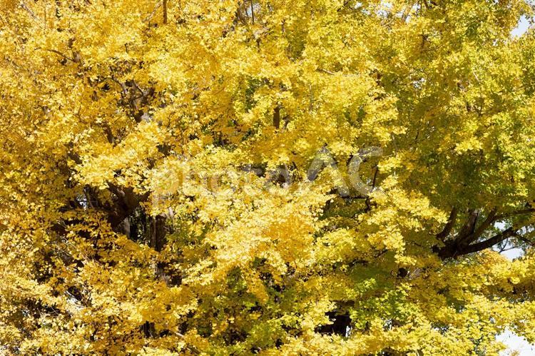 いちょう　紅葉 イチョウ,鮮やか,映えるの写真素材