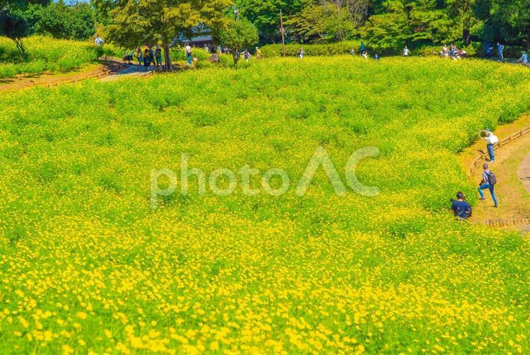 埋もれるほどの全面の菜の花 菜の花,花,flowersの写真素材