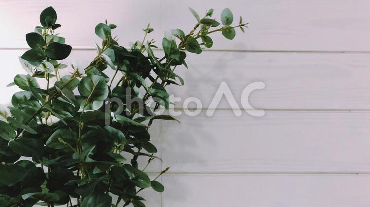 白い板張りの壁と観葉植物 背景,白,壁の写真素材
