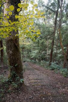 苔むした階段が続く初秋の森の道 階段,石段,道の写真素材