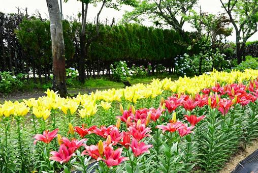 色鮮やかな満開のゆり園 色鮮やかな満開のゆり園の写真