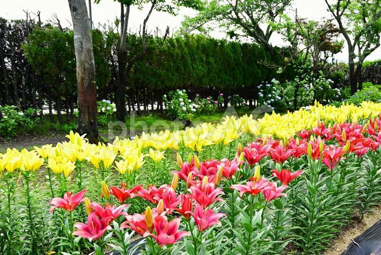色鮮やかな満開のゆり園 ゆり,百合の花,花の写真素材