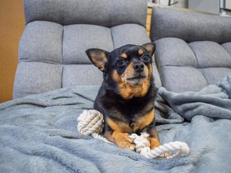 ソファに座る犬（チワワ・ミニピン） 犬,わんこ,ペットの写真素材