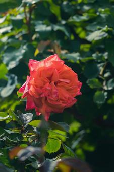 薔薇の花 薔薇の花の写真
