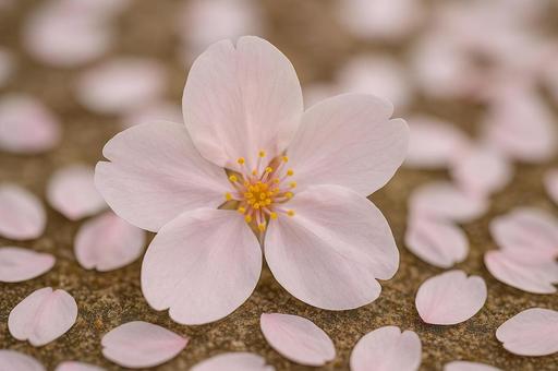 落ちた桜の花の写真
