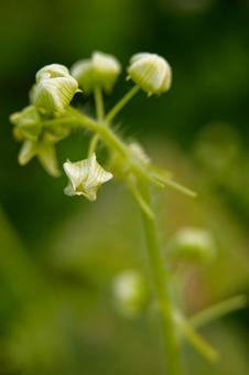 Photo, естественно, aleti ri, цветок, 