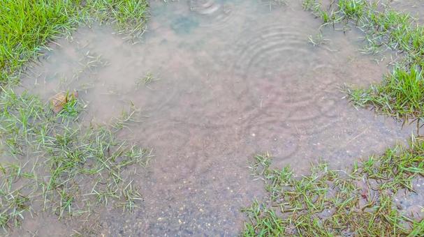みずたまり みずたまり 水たまり,雨,水滴の写真素材