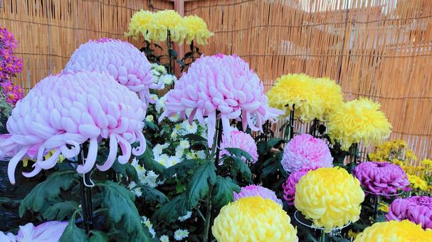 Chrysanthemum 004 that colors late autumn, চন্দ্রমল্লিকা, চন্দ্রমল্লিকা, উদ্যানপালন, JPG