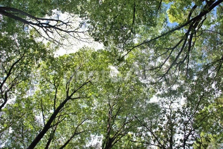 新緑が美しい初夏の森の風景 木漏れ日,初夏,森の写真素材
