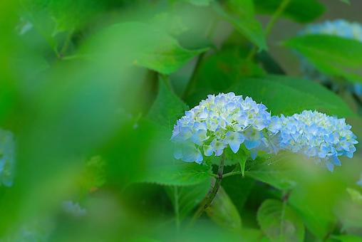 花模様₋アジサイ‐明るいイメージ 花模様₋アジサイ‐明るいイメージの写真