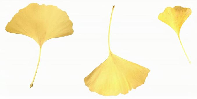 落ち葉07_切り抜き（イチョウ） 落ち葉,秋,冬の写真素材