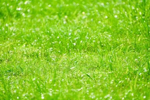 朝露きらめく草原のイメージ背景素材 朝露きらめく草原のイメージ背景素材 草原,雨,水滴の写真素材
